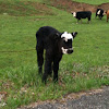 Black Baldy or Black Hereford calf
