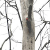 Red-Bellied Woodpecker (Nest in Progress)