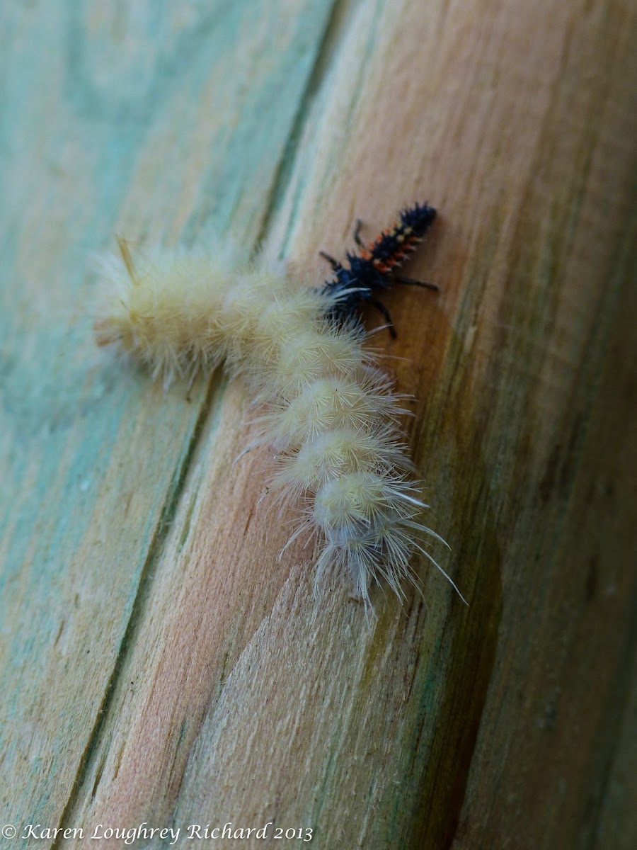 Multicolored Asian lady beetle (larva) vs. Harris' tussock moth caterpillar