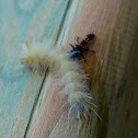 Multicolored Asian lady beetle (larva) vs. Harris' tussock moth caterpillar