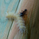 Multicolored Asian lady beetle (larva) vs. Harris' tussock moth caterpillar