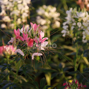 untitled by Dudy Zarius - Flowers Flowers in the Wild