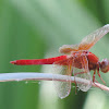 Neon Skimmer Dragonfly (male)