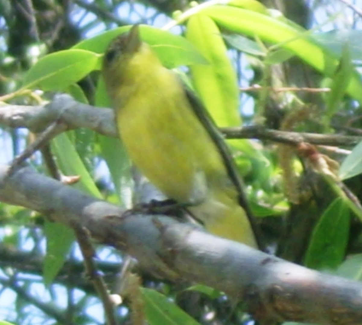 Western Tanager( Female)