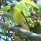 Western Tanager( Female)
