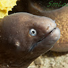 White-Eyed Moray Eel