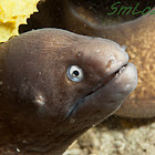 White-Eyed Moray Eel