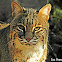 Bobcat - Chattanooga Arboretum and Nature Center