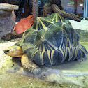 Madagascar plated turtle