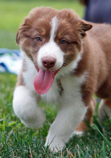 Australian Shepherd Puzzle