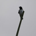 White-breasted Wood Swallow
