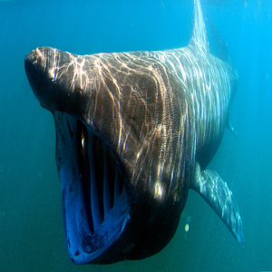 Sharks of the World 1 FREE.apk 15.05.22
