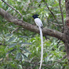 Asian paradise flycatcher