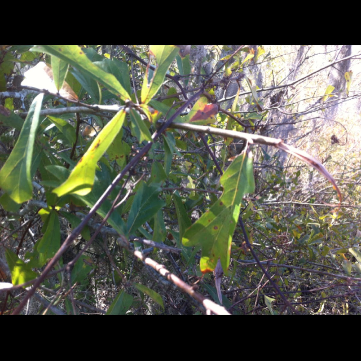 Water oak