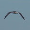 Herring Gull (nonbreeding)