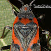 Small Milkweed Bug