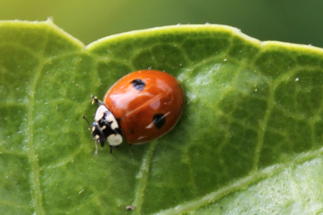 Twospotted Ladybird
