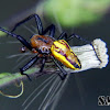 Alpaida spider