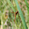 Needham's Skimmer Dragonfly