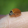 Polished Lady Beetle