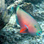 Parrot fish (specie ?)