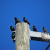 European Starling