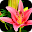 Colored Flowers Live Wallpaper Download on Windows