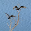 Black and Turkey Vultures