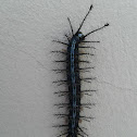 Saturnid Caterpillar