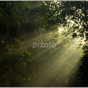 First Sunlight by Yunus Mony - Landscapes Forests