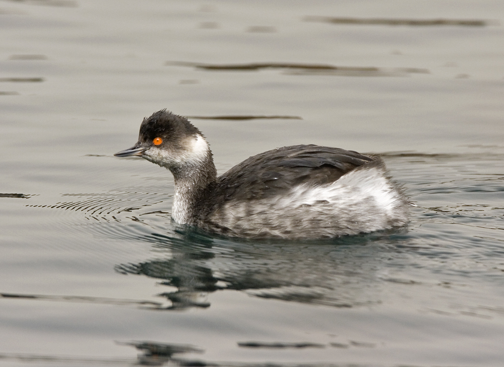 Black necked grebe