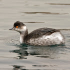 Black necked grebe