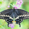 Eastern Black Swallowtail