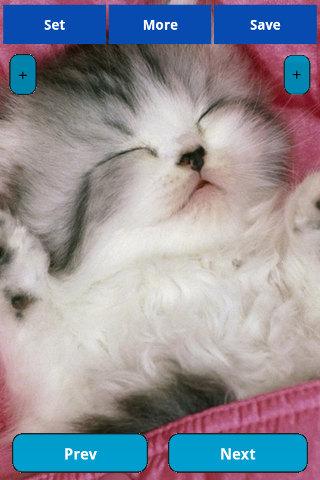 Sleepy animals Wallpapers