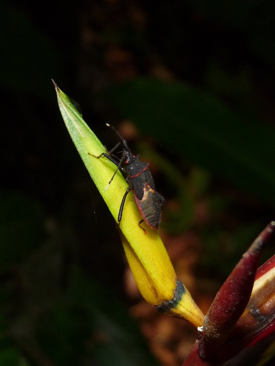 Heliconia Bug