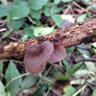 Jelly ear