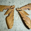 Streaked Sphinx Moths
