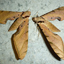 Streaked Sphinx Moths