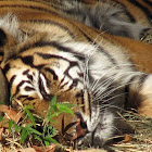 Sumatran Tigers