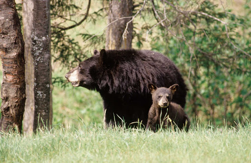 black-bears-Quebec - Hiking tours in the Saguenay-Lac-Saint-Jean region of Quebec may include wildlife sightings such as a black bear and cub.