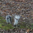 Grey squirrel