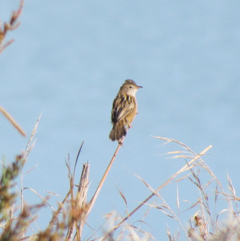 Zitting cisticola