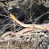 Red-bellied Water Snake