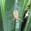 Wasp spider - Argiope bruennichi
