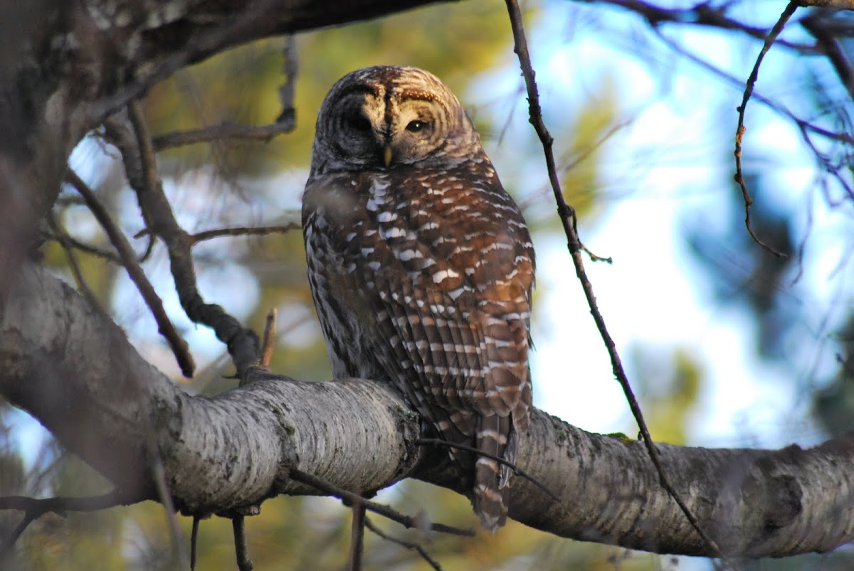 Barred Owl