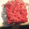 Japanese Maple