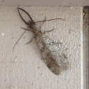 Eastern Dobsonfly