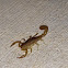 Stripedtail scorpion