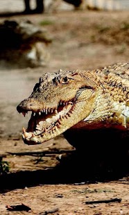 How to mod Crocodile Wallpapers 1.0 unlimited apk for pc