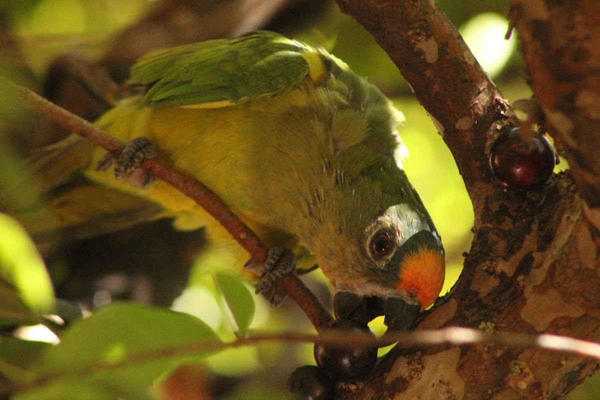 king parakeet